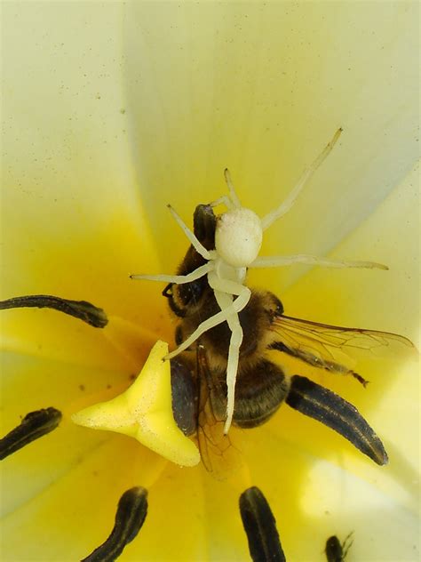 Tulpe Insekten